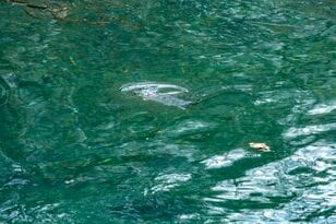【渓流釣り】釣りに行きたいけれど「どこで釣れるの？」「その川には魚がいるの？」まず試してもらいたい・出発前の川選び