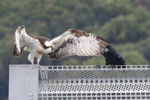 【バードウォッチング】エメラルドグリーンに輝く絶海の離島で子育てを始めた猛禽類「ミサゴ」 カラスの執拗なちょっかいに怒り爆発の瞬間を目撃した！  長崎県｜2026年