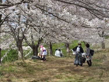 2ページ目) 知る人ぞ知る「絶景のサクラ並木」総距離5km・1700本「虎山