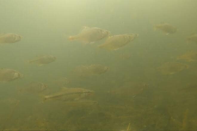 「これって、在来種？」十数年ぶり“再会”に胸アツ！ 霞ヶ浦での「寒タナゴ釣り」大正解のポイント変更からの、意外な「水中カメラ」が捉えた魚影とは！の画像009