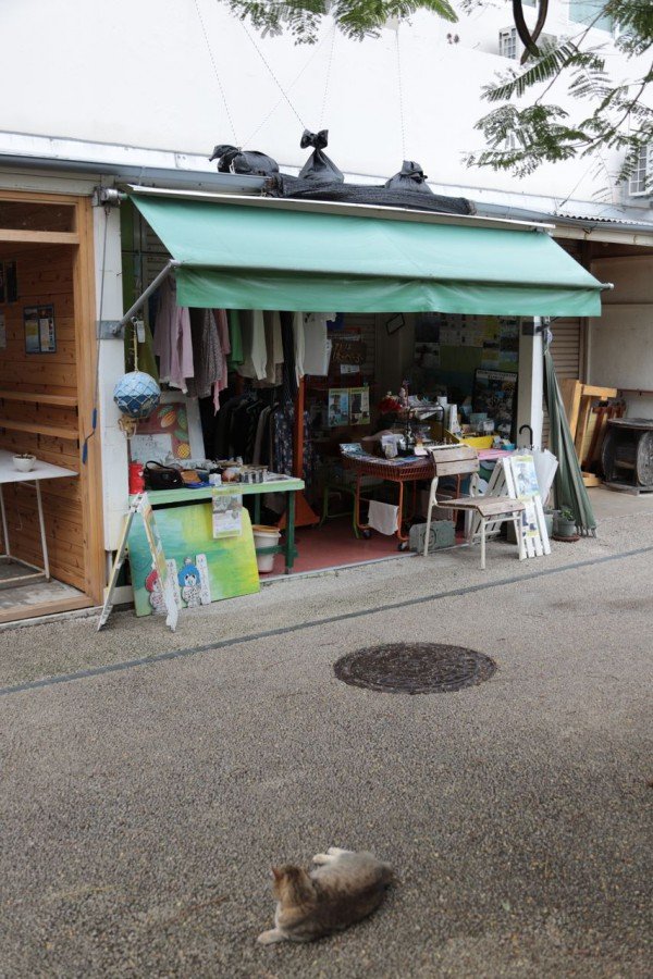 「うりずん」の季節に沖縄本島北部の中核都市・名護の市街地で出会ったシマネコたち【琉球島猫百景 vol.10  名護「屋根の上のニャ～ゴ」】の画像010