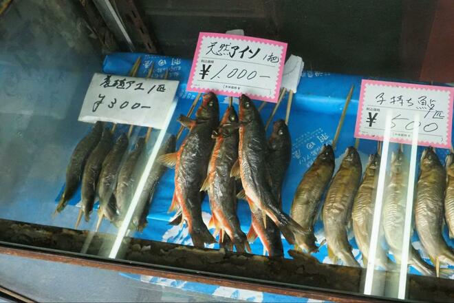 関東随一の清流「那珂川」で「春のウグイ」釣り！  婚姻色でオレンジに染まる美魚を「焼きアイソ」で味わう季節の味覚と地域の食文化の画像009