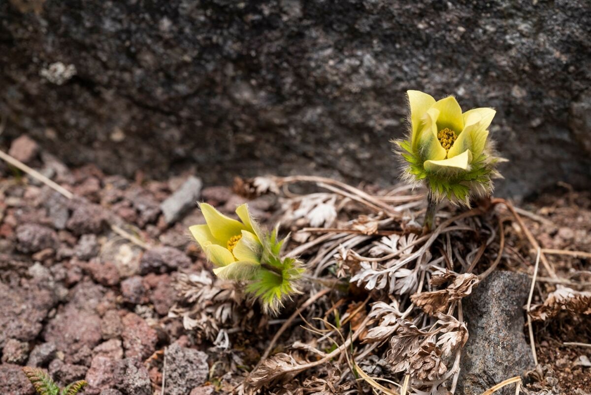 本州では2ヵ所だけ！ 希少な高山植物・九十九草（ツクモグサ）に会いに行く山登り 横岳【八ヶ岳】2023年｜登山｜レポート｜BRAVO MOUNTAIN