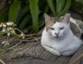 「さくらねこ」を知っていますか？　3月22日は「さくらねこの日」です【琉球島猫百景 vol.07】の画像001