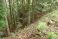 【NHK大河『豊臣兄弟！』ゆかりの城】そそり立つ “異質” なほどの高石垣が目前に迫る！「丹波国・周山城〈後編〉」（京都府京都市）【戦国の山城を攻める vol.10】の画像004