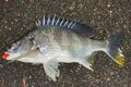 大流行中の手軽な釣り「チニング」！  攻略のための「効果的ルアー」と「ポイントの選び方」とは？の画像002