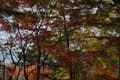 【アウトドア豆知識】いまは “標高1,000m前後” が狙い目！  人知れず「紅葉を当てるため」の3ステップの画像005