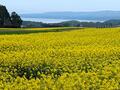 一度は見たい「下北半島」の絶景！ この世とは思えない「恐山・仏ヶ浦」絶品マグロ丼「大間崎」放牧「寒立馬」首都圏から800㎞「大自然の宝庫」レポートの画像002