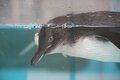 長崎ペンギン水族館に聞く！  世界最小「コガタペンギン」の、見た目だけじゃわからないその生態って？【かわいいだけじゃない？ ペンギンの生態vol.4】の画像004