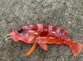 「釣りのウラ技」虫エサ苦手な人は必見！  イソメの疑似餌「パワーイソメ」は本当に釣れるのか？【実釣ルポ】の画像003