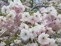 まだ咲いている！  ソメイヨシノ「じゃない桜」駅近の穴場・花見スポット「亦楽山荘」【兵庫県・武田尾ハイキングレポート】の画像002