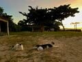 美しい沖縄の風景と琉球島猫「フォトセレクション」すべての島猫たちへの敬意と感謝を込めて【琉球島猫百景 vol.21「琉球弧の島猫たち」沖縄県】の画像007