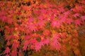 【今年の紅葉は「ここ数年で一番」の当たり年！】＜東京都の最深部へのおすすめドライブコース＞奥多摩エリアの紅葉は「今がピーク」の画像003