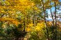 【登山】そこは、まるで天上の楽園！  “秋空を映す水鏡、黄金色の高層湿原になだらかに続く木道”  彩り鮮やかな原生林「苗場山」 長野県｜新潟県 2026年の画像012
