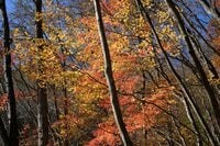 【登山口からハイライト】「アップダウンほとんどなし!」 山梨県の東端・大マテイ山の紅葉は今が見頃