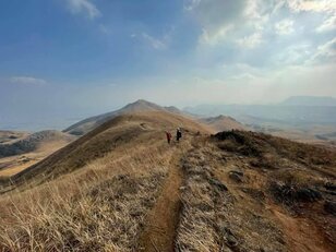 金色の草原に広がる「ひつじ」とは？「日本三大カルスト」福岡県・平尾台の魅力