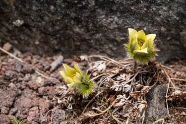 本州では2ヵ所だけ！ 希少な高山植物・九十九草（ツクモグサ）に会いに行く山登り 横岳【八ヶ岳】2023年｜概要｜登山｜レポート｜BRAVO  MOUNTAIN