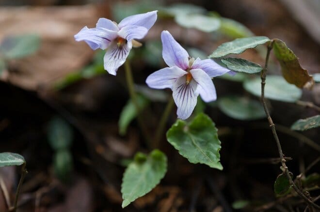 【狙い目はいつ？】人気お花見ハイキングスポット「高尾山」 桜の開花状況をレポートの画像006