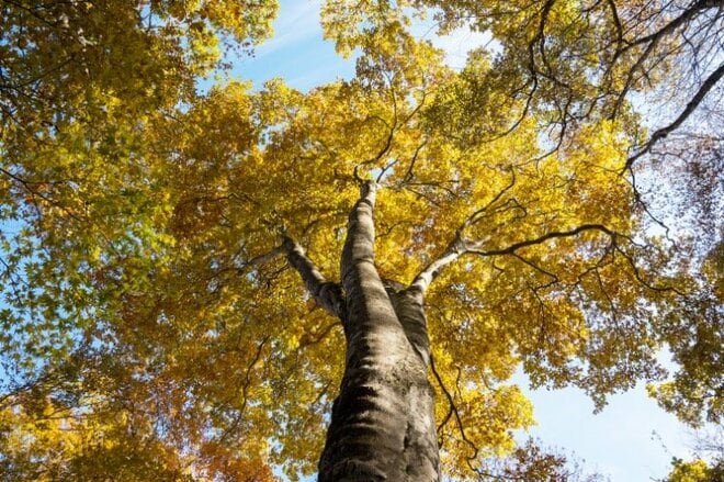 【首都圏近郊ハイキング】日帰りでもしっかり歩ける穴場「牛の寝通り」で紅葉大満喫の画像006