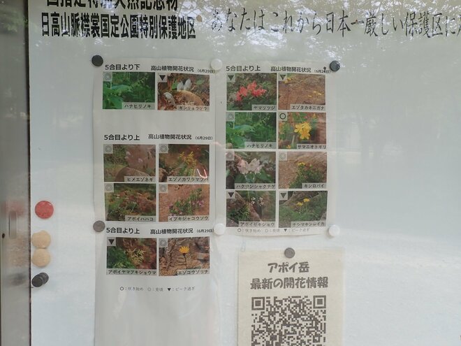 【北海道の山】花の名山として知られる日高「アポイ岳」は、夏の登山も魅力的！ 2025年・北海道の画像008