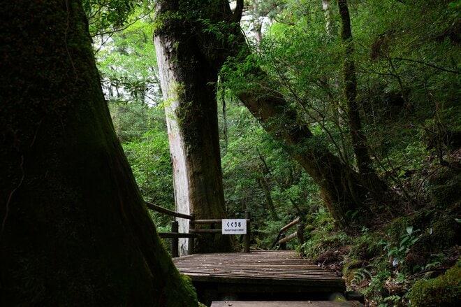 【世界自然遺産・屋久島】樹齢1800年「仏陀杉」に会いに行く！「ヤクスギランド」の吊り橋とエメラルドグリーンの清流を巡る1時間20分ライトトレッキングの画像015
