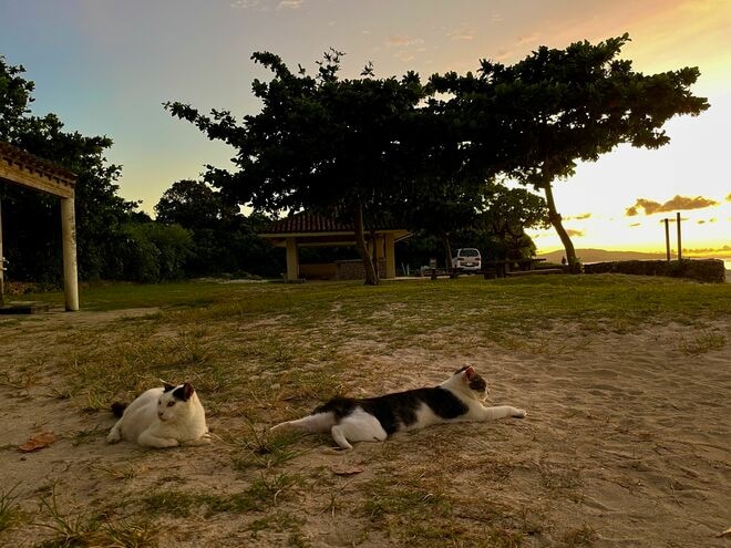 美しい沖縄の風景と琉球島猫「フォトセレクション」すべての島猫たちへの敬意と感謝を込めて【琉球島猫百景 vol.21「琉球弧の島猫たち」沖縄県】の画像007