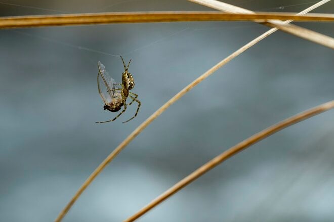 【渓流釣り】雪代を避けて釣り行脚！「初めての道、新しい景色、素晴らしい渓相にウキウキでフライフィッシング」 群馬県｜2026年の画像008
