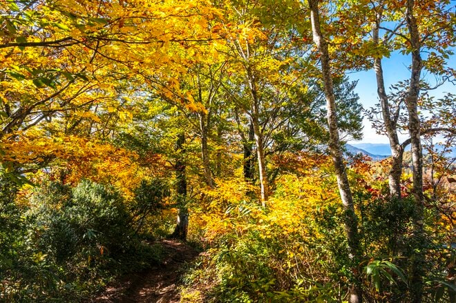 【登山】そこは、まるで天上の楽園！  “秋空を映す水鏡、黄金色の高層湿原になだらかに続く木道”  彩り鮮やかな原生林「苗場山」 長野県｜新潟県 2026年の画像012
