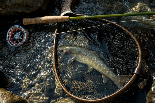 【渓流釣り】待望の解禁日 「異常な雪の少なさ！  いきなり尺一寸イワナが登場」 白馬・小谷｜2026年3月1日の画像006