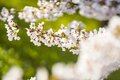 桜の開花ラッシュ直前！ 「心に残る“サクラ”写真を撮るために」“プロが教える ”違いが出る！撮影ひと工夫【2022年】の画像003