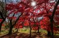 【高遠城址公園】「天下第一の桜の名所で紅葉狩り」歴史の風吹く武田信玄の城跡に輝く紅！《長野県》2022年の画像001