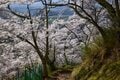 【お花見登山】「桜の花も山登り！？」 花に応援されながらハイキング！ 眼下に広がる安曇野と北アルプスの展望も最高！ 2022年＜長野県安曇野市＞の画像002