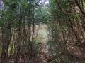 ゴールデンウィークには「ツツジ」が彩る、丹波「向山連山」 ユニーク岩たどる低山縦走＆「黒井城跡」見下す絶景レポート【兵庫県丹波市】の画像022