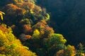 【登山】そこは、まるで天上の楽園！  “秋空を映す水鏡、黄金色の高層湿原になだらかに続く木道”  彩り鮮やかな原生林「苗場山」 長野県｜新潟県 2026年の画像011