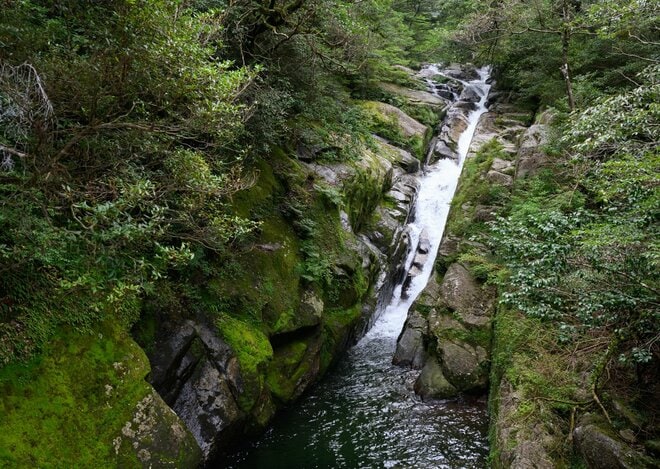 【世界自然遺産・屋久島】屋久杉の巨木「弥生杉・二代杉・気根杉」と苔に包まれた “もののけの森”「白谷雲水峡」をめぐるの画像005