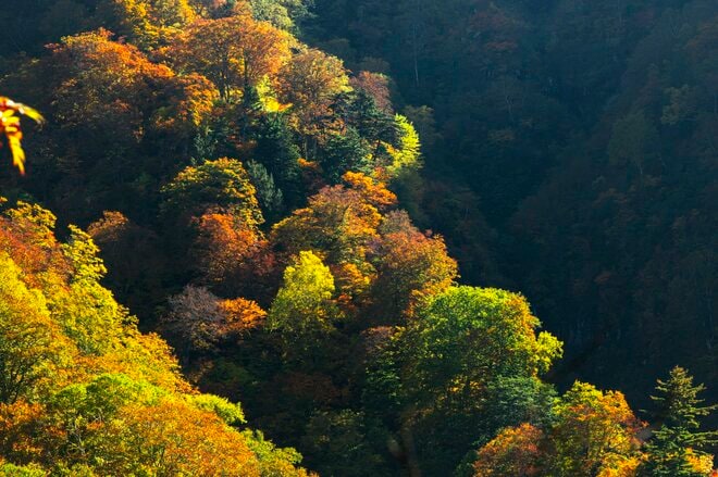 【登山】そこは、まるで天上の楽園！  “秋空を映す水鏡、黄金色の高層湿原になだらかに続く木道”  彩り鮮やかな原生林「苗場山」 長野県｜新潟県 2026年の画像011