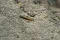 【渓流釣り】たった一匹のヤマメを釣るために！ “メタボなんて気にしない” 「昆虫食より魚派！ でも何でもいいかな」大食漢の欲張り山女の画像003