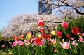 絢爛豪華に東京23区の春を彩る「桜とチューリップ」の競演！  水辺のオアシス『浮間公園』＆明治の文豪が愛した『蘆花恒春園（芦花公園）』【東京都・北区 / 世田谷区】の画像006