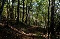 【首都圏近郊】1時間半で登頂できる山梨の隠れ名山「小楢山」紅葉の見頃はもうすぐ！の画像009