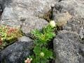高山植物咲き誇る “楽園” シーズン到来！  8合目スタート＆首都圏から日帰りもOK「秋田駒ヶ岳」現地レポ！ お花スポット「ムーミン谷」と田沢湖の展望の画像008