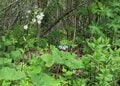 【苗場プリンスホテル】初夏の苗場で山からの贅沢な贈り物「根曲がり竹」を採ってきた！  竹藪の中を分け入る「非日常体験」レポ（新潟県湯沢町）の画像013