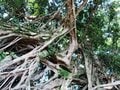 【世界自然遺産・屋久島】 屋久島をレンタカーで一周するドライブ旅「千尋の滝・大川の滝・ガジュマル・西部林道」を一日でめぐる！の画像013