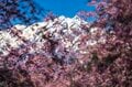 【最高のお花見スポット】信州の山里は花盛り！ 残雪の北アルプスに咲き誇る桜たち「写真映えしすぎる絶景スポットは今が旬！」“番所のベニシダレザクラ” と “立屋のエドヒガンザクラ” 長野県小川村・2022年の画像002