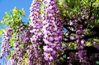 「藤の花」が降りそそぐ絶景「亀戸天神」紫に染まる雅な藤の名所は浮世絵の世界を今もなお残す【東京都 江東区】