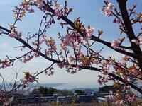 2月の “早咲き” 河津桜＆相模湾の展望で人気！  三浦半島最高峰・標高214ｍ「大楠山」登山レポ！  山頂まで約1時間半の絶景低山【神奈川県横須賀市】