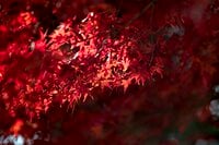 盛れる写真テク！  プロカメラマンがそっと教える「紅葉を印象的に綺麗に撮るコツ」