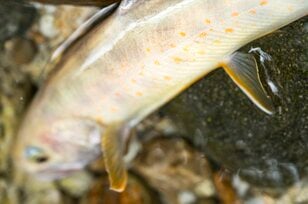 【渓流釣り】 透明な流れが不自然に歪んだかと思うと、まるで手品のようにイワナが姿を現しました「まるで水から生まれたかのよう！」 神秘的！ 天竜川水系の白いイワナ  長野県・2024年9月