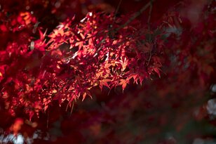 盛れる写真テク！  プロカメラマンがそっと教える「紅葉を印象的に綺麗に撮るコツ」