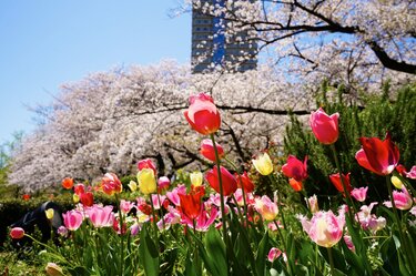 絢爛豪華に東京23区の春を彩る「桜とチューリップ」の競演！ 水辺の