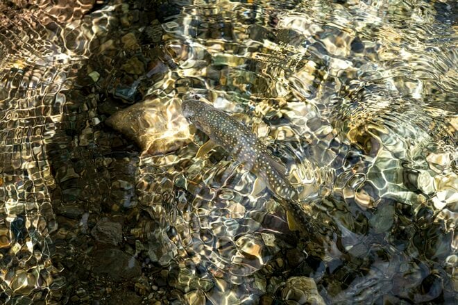【渓流釣り】夏、ロイヤルファミリーが大活躍！ 「派手なフライは何に見えているのだろう」 長野県｜2026年の画像006